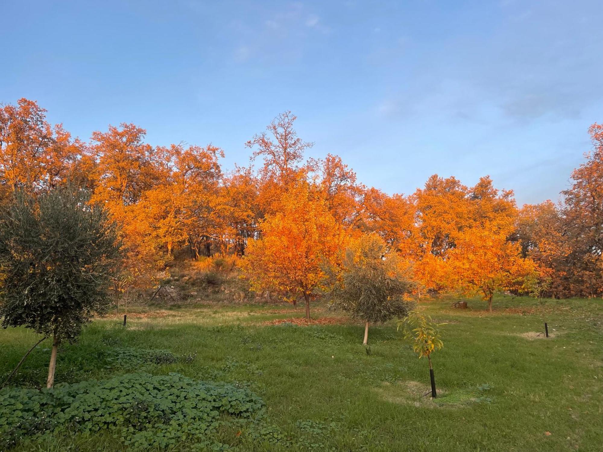 La Casita De La Corredera Daire Candeleda Dış mekan fotoğraf